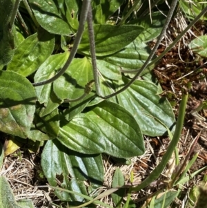 Plantago euryphylla at Kosciuszko National Park, NSW - 21 Jan 2022