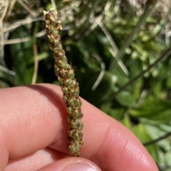 Plantago euryphylla at Kosciuszko National Park, NSW - 21 Jan 2022