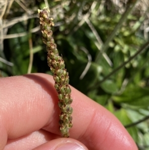 Plantago euryphylla at Kosciuszko National Park, NSW - 21 Jan 2022