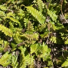 Blechnum penna-marina (Alpine Water Fern) at Kosciuszko National Park, NSW - 21 Jan 2022 by NedJohnston