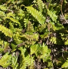 Blechnum penna-marina (Alpine Water Fern) at Kosciuszko National Park - 20 Jan 2022 by Ned_Johnston