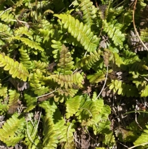 Blechnum penna-marina at Kosciuszko National Park, NSW - 21 Jan 2022