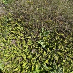 Blechnum penna-marina at Kosciuszko National Park, NSW - 21 Jan 2022 10:34 AM