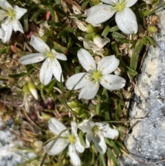 Montia australasica (White Purslane) at Kosciuszko National Park, NSW - 21 Jan 2022 by NedJohnston