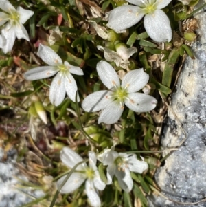 Montia australasica at Kosciuszko National Park, NSW - 21 Jan 2022