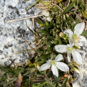 Montia australasica at Kosciuszko National Park, NSW - 21 Jan 2022