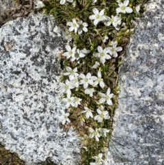 Montia australasica at Kosciuszko National Park, NSW - 21 Jan 2022