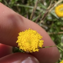 Leptorhynchos squamatus subsp. alpinus (Scaly Buttons) at Kosciuszko National Park - 20 Jan 2022 by Ned_Johnston