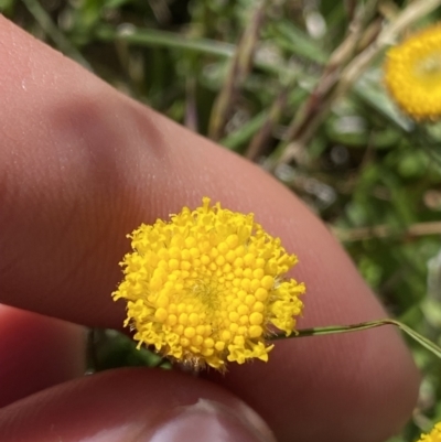 Leptorhynchos squamatus subsp. alpinus (Scaly Buttons) at Geehi, NSW - 20 Jan 2022 by Ned_Johnston