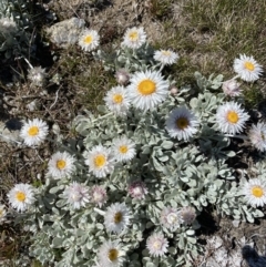 Leucochrysum alpinum (Alpine Sunray) at Kosciuszko National Park - 20 Jan 2022 by Ned_Johnston