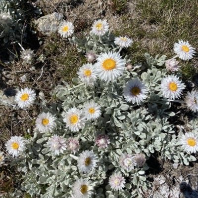 Leucochrysum alpinum (Alpine Sunray) at Kosciuszko National Park - 20 Jan 2022 by Ned_Johnston