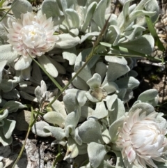 Leucochrysum alpinum at Kosciuszko National Park, NSW - 21 Jan 2022