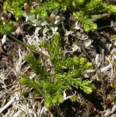 Lycopodium fastigiatum (Alpine Club Moss) at Kosciuszko National Park, NSW - 20 Jan 2022 by Ned_Johnston