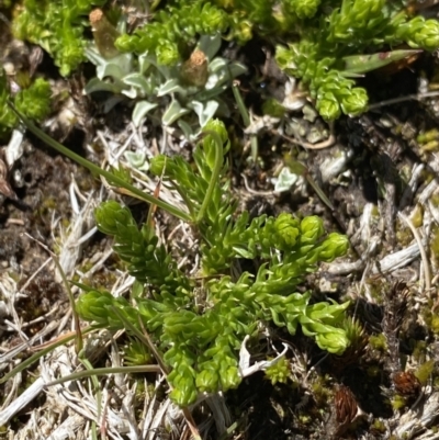 Lycopodium fastigiatum (Alpine Club Moss) at Kosciuszko National Park - 20 Jan 2022 by Ned_Johnston