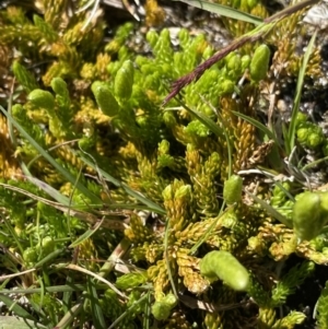 Austrolycopodium fastigiatum at Kosciuszko National Park, NSW - 21 Jan 2022 10:14 AM