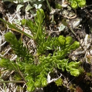 Austrolycopodium fastigiatum at Kosciuszko National Park, NSW - 21 Jan 2022 10:14 AM