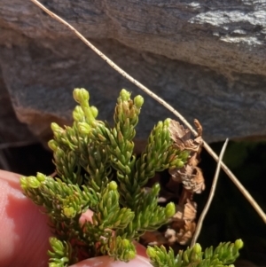 Austrolycopodium fastigiatum at Kosciuszko National Park, NSW - 21 Jan 2022 10:14 AM