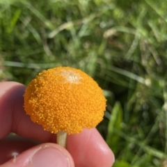 Craspedia aurantia var. aurantia (Orange Billy Buttons) at Kosciuszko National Park - 20 Jan 2022 by Ned_Johnston