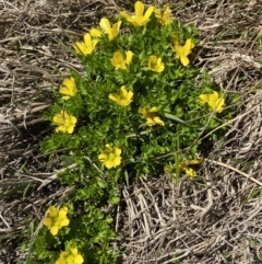 Ranunculus niphophilus (Snow Buttercup) at Geehi, NSW - 20 Jan 2022 by Ned_Johnston