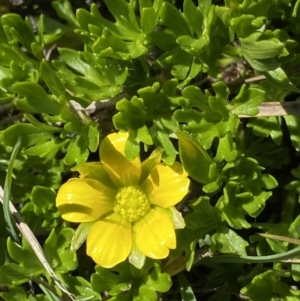 Ranunculus niphophilus at Geehi, NSW - 21 Jan 2022