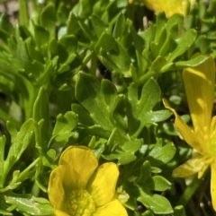 Ranunculus niphophilus at Geehi, NSW - 21 Jan 2022