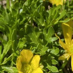 Ranunculus niphophilus at Geehi, NSW - 21 Jan 2022