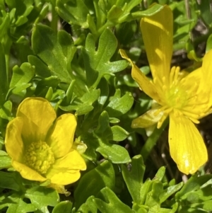 Ranunculus niphophilus at Geehi, NSW - 21 Jan 2022