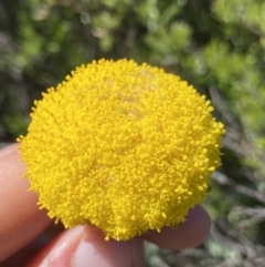 Craspedia maxgrayi (Woolly Billy Buttons) at Kosciuszko National Park, NSW - 20 Jan 2022 by Ned_Johnston