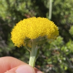 Craspedia maxgrayi at Kosciuszko National Park, NSW - 21 Jan 2022 09:59 AM