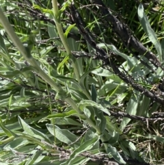 Craspedia maxgrayi at Kosciuszko National Park, NSW - 21 Jan 2022 09:59 AM