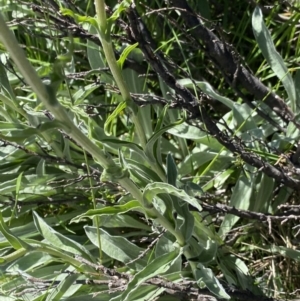 Craspedia maxgrayi at Kosciuszko National Park, NSW - 21 Jan 2022