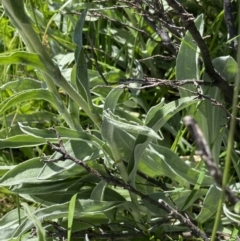 Craspedia maxgrayi at Kosciuszko National Park, NSW - 21 Jan 2022 09:59 AM