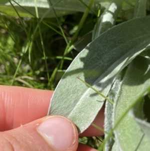 Craspedia maxgrayi at Kosciuszko National Park, NSW - 21 Jan 2022 09:59 AM