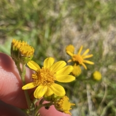 Senecio pinnatifolius var. alpinus at Kosciuszko National Park, NSW - 21 Jan 2022 by NedJohnston