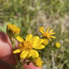 Senecio pinnatifolius var. alpinus at Kosciuszko National Park, NSW - 20 Jan 2022 by Ned_Johnston