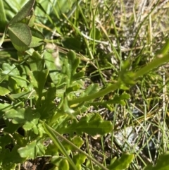 Senecio pinnatifolius var. alpinus at Kosciuszko National Park, NSW - 21 Jan 2022