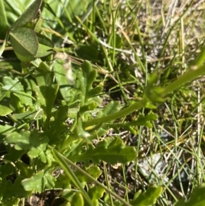 Senecio pinnatifolius var. alpinus at Kosciuszko National Park, NSW - 21 Jan 2022