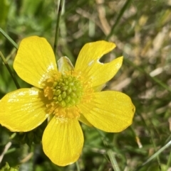 Ranunculus graniticola (Granite Buttercup) at Kosciuszko National Park, NSW - 21 Jan 2022 by NedJohnston