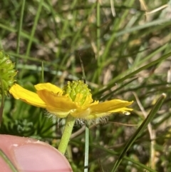 Ranunculus graniticola at Kosciuszko National Park, NSW - 21 Jan 2022