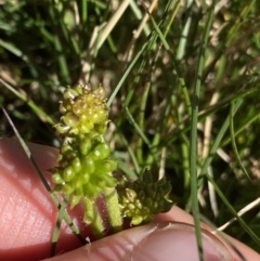 Ranunculus graniticola at Kosciuszko National Park, NSW - 21 Jan 2022 09:55 AM