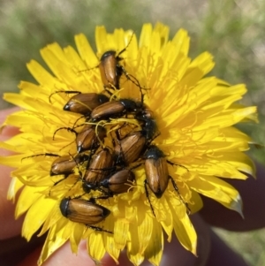 Phyllotocus rufipennis at Kosciuszko National Park, NSW - 21 Jan 2022