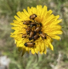 Phyllotocus rufipennis at Kosciuszko National Park, NSW - 21 Jan 2022