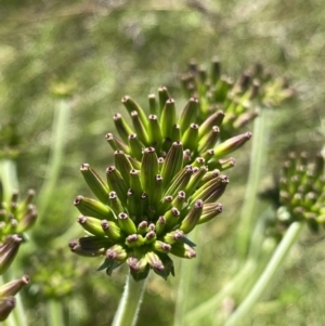 Oreomyrrhis eriopoda at Kosciuszko National Park, NSW - 21 Jan 2022