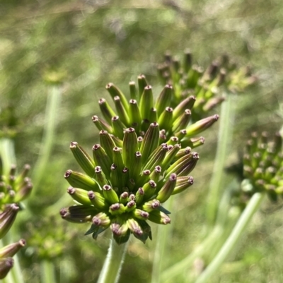 Oreomyrrhis eriopoda (Australian Carraway) at Kosciuszko National Park, NSW - 20 Jan 2022 by Ned_Johnston