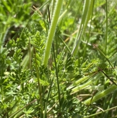 Oreomyrrhis eriopoda at Kosciuszko National Park, NSW - 21 Jan 2022