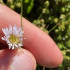 Pappochroma nitidum (Sticky Fleabane) at Kosciuszko National Park, NSW - 20 Jan 2022 by Ned_Johnston