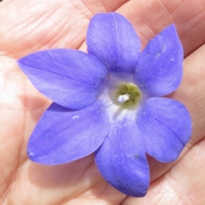 Wahlenbergia luteola at Cotter River, ACT - 20 Jan 2022