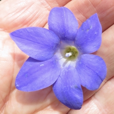 Wahlenbergia luteola (Yellowish Bluebell) at Cotter River, ACT - 20 Jan 2022 by RobParnell