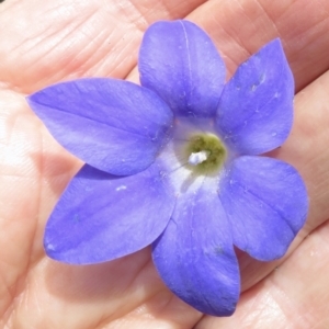 Unidentified Other Wildflower or Herb (TBC) at suppressed by RobParnell