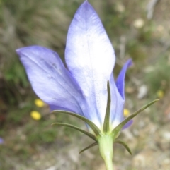Wahlenbergia luteola at Cotter River, ACT - 20 Jan 2022